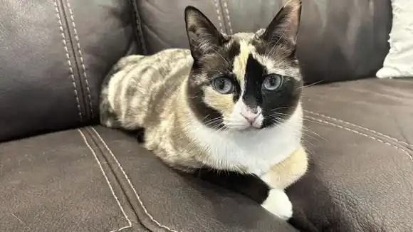 GATITA SOBREVIVE una semana dentro de una caja de Amazon: no vas a creer cómo se metió en semejante lío