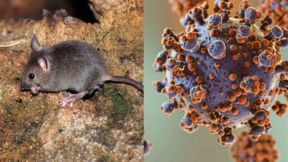 Hantavirus: el total de casos en Argentina asciende a 102