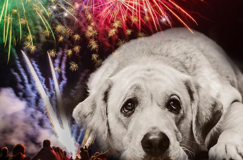 El veterinario Carlos Cossia y su recomendación para cuidar a las mascotas en las fiestas