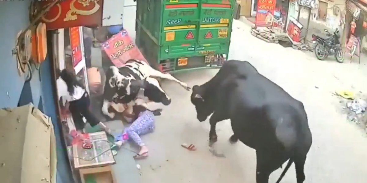 Una de las jóvenes quedó atrapada bajo una de las vacas.