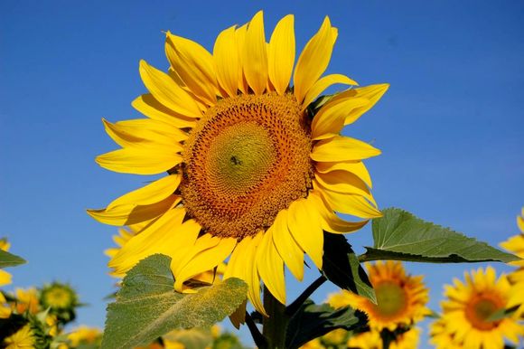 La dinámica del mercado de aceite de girasol y la participación argentina