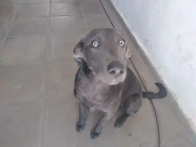 Perrita perdida
