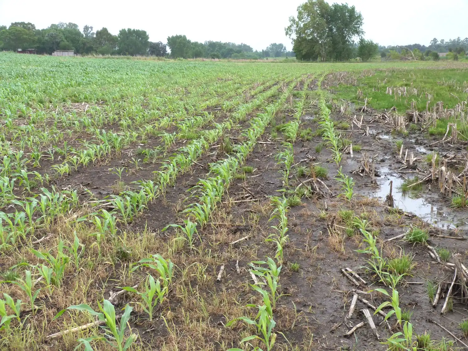 La rentabilidad del campo cayó 40 por ciento