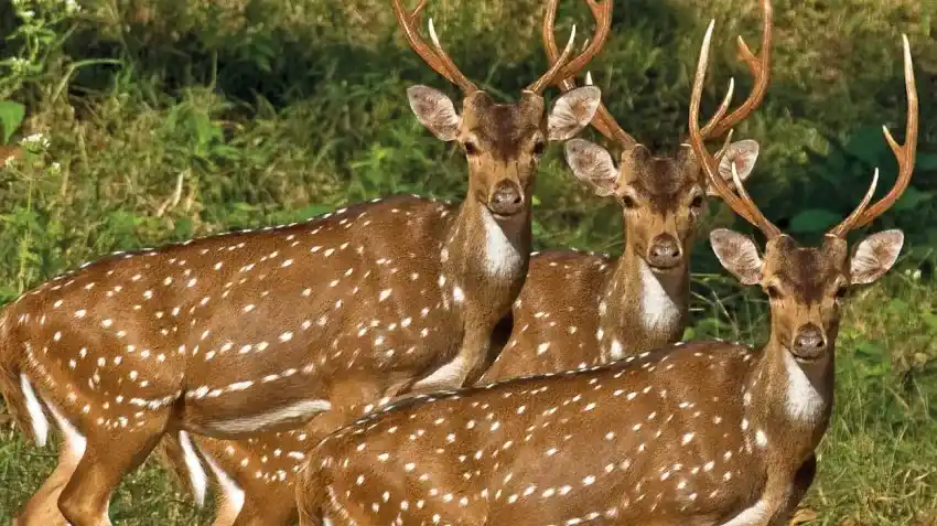 Por las características descriptas, se trata de ciervos de la familia de los axis.