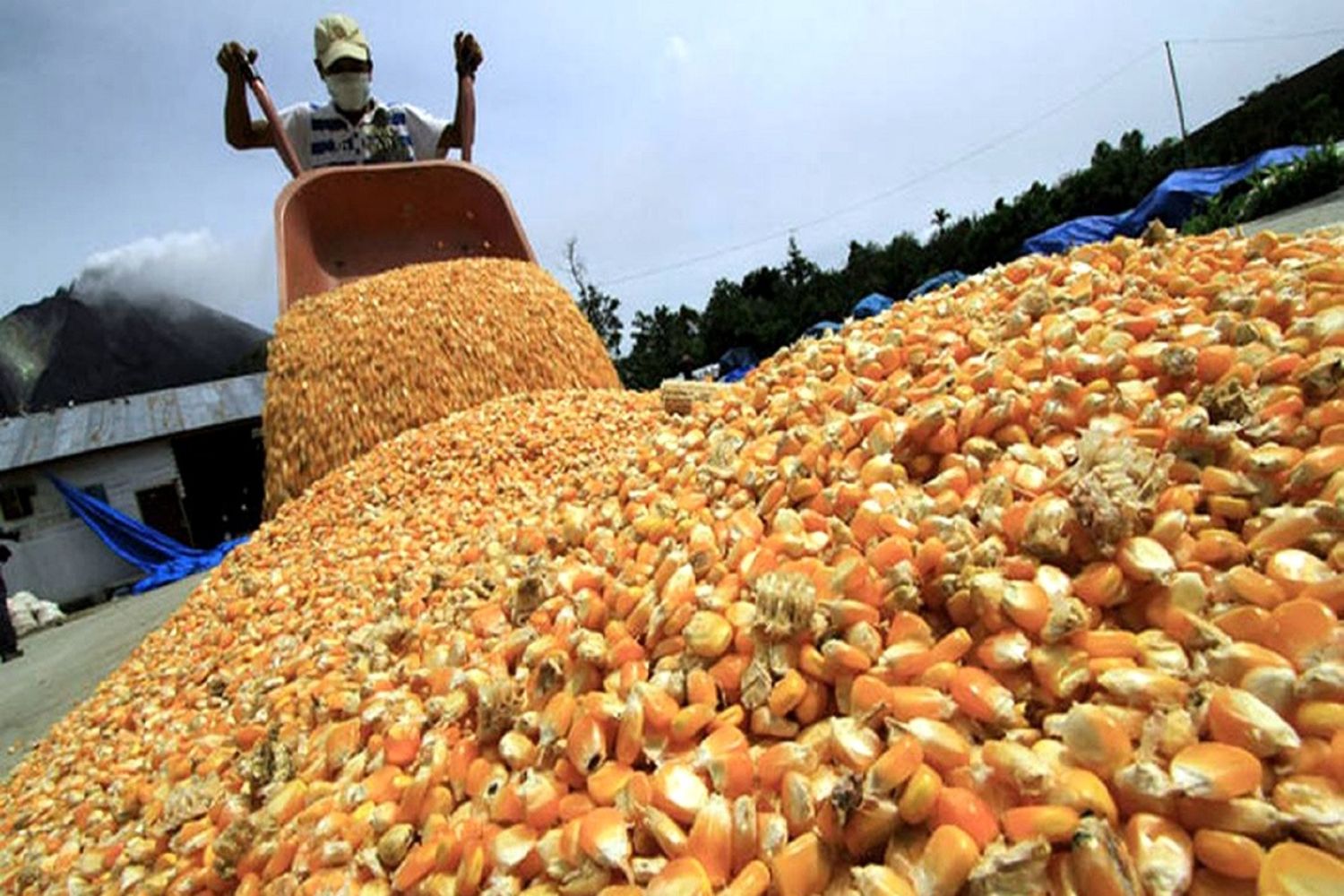 Investigadores, científicos y productores suman su presencia al Congreso de Maíz en Paraná