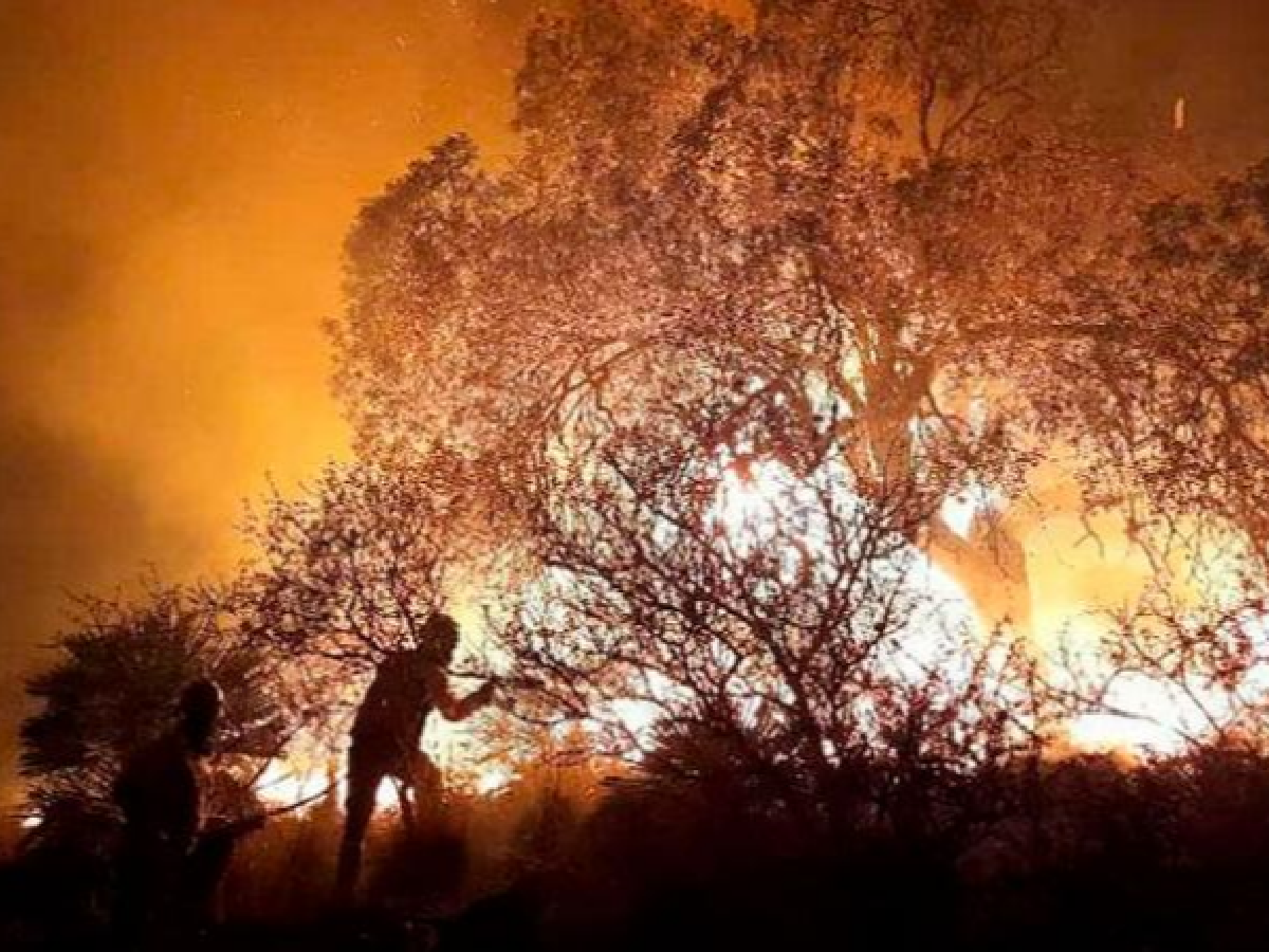 Riesgo extremo: bomberos combaten un incendio forestal en La Granja