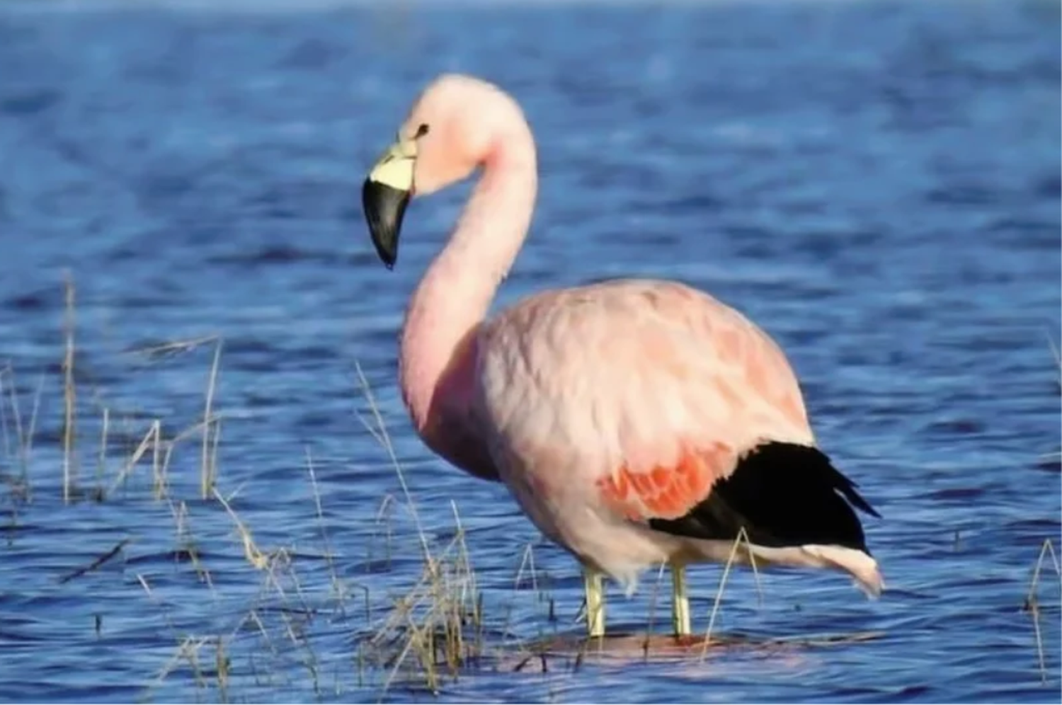 Llegaron los primeros flamencos andinos a Melincué