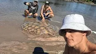 VIDEO | Luego de una intensa lucha lograron pescar una raya de casi 100 kilos