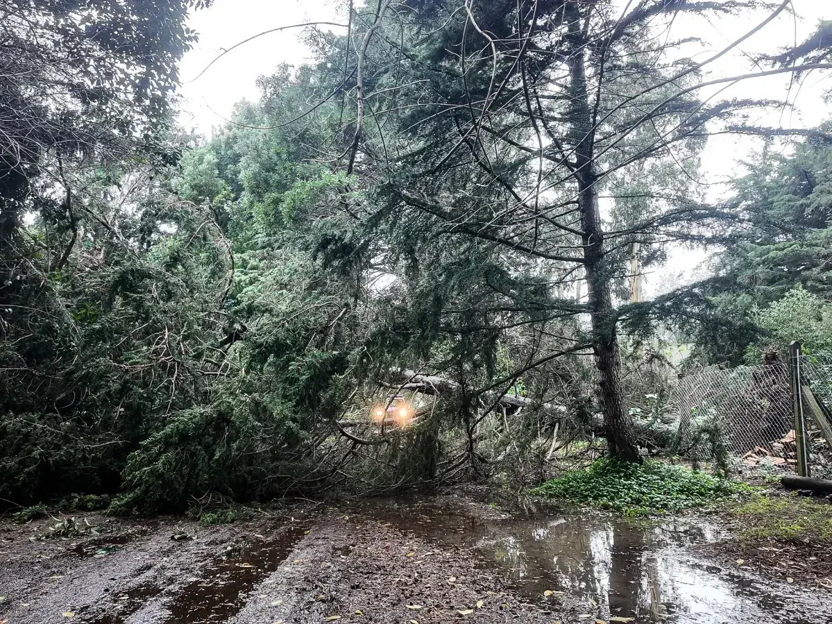 Consecuencias. Las que trajó el fuerte temporal, como esta caída de un árbol en la zona del Parque Miguel Lillo