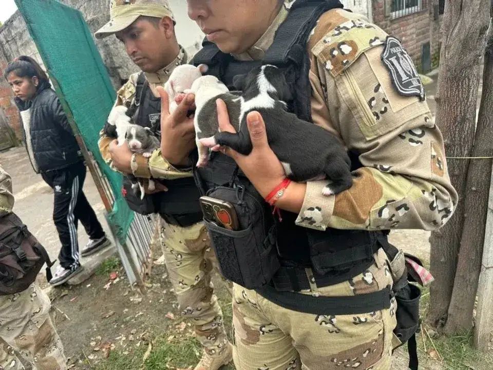 Rescataron a diez pitbull maltratados