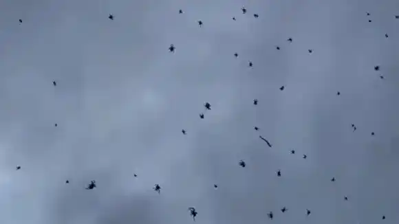 IMPRESIONANTE lluvia de arañas en Brasil (+Video)