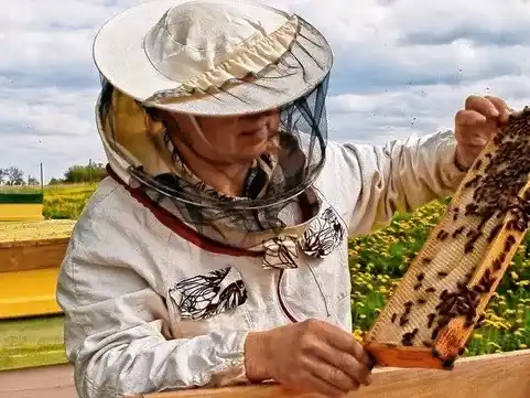 La cosecha de miel se adelantó y crecen las expectativas de una buena campaña apícola