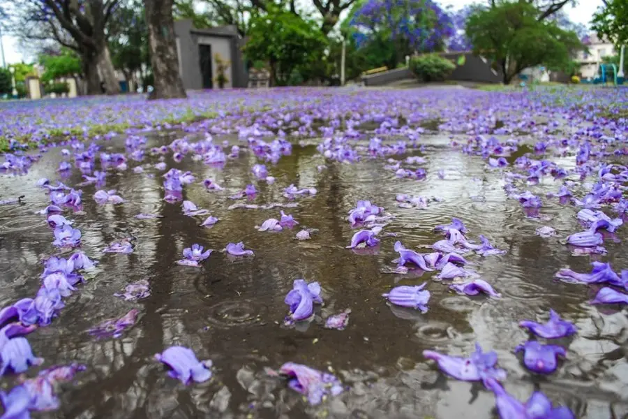 Llegó la ansiada lluvia a la ciudad: ¿qué temperatura tendremos durante el día?