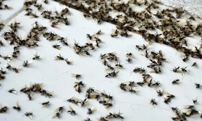 Hormigas voladoras invaden el Área Metropolitana de Buenos Aires