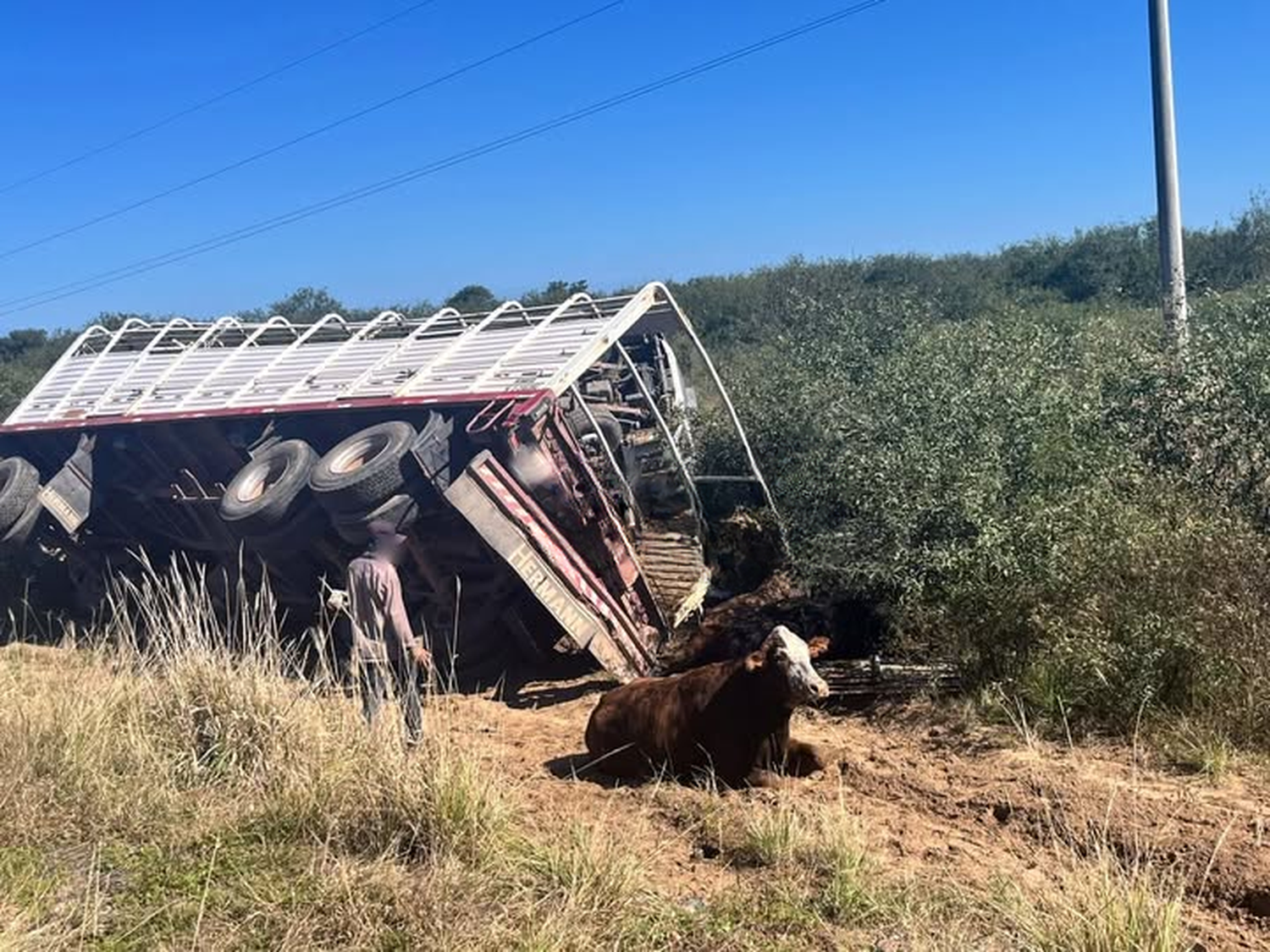 Volcó un camión ganadero en plena Ruta Nacional 95