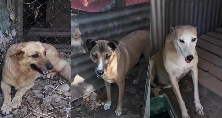 Perros agresivos: Para cumplir con su programa, el Departamento Canino retiró animales de la calle