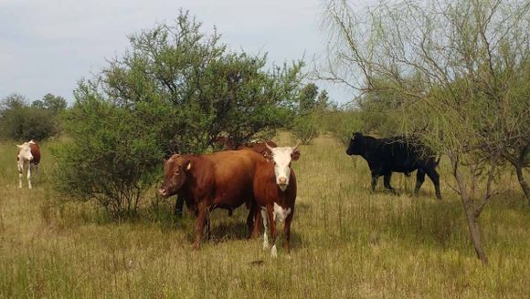 Más de 130 hectáreas de Gualeguay se sumaron al Sistema Provincial de Áreas Naturales Protegidas