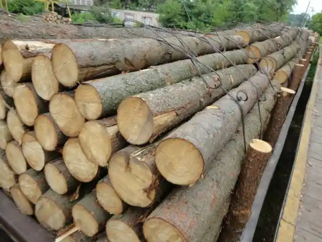 “El Plan Maderero Entrerriano” intentará derogar la Ley “Botnia”
