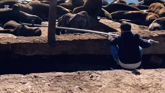 La historia detrás del rescate del lobo marino: “Somos un grupo de amigos que lo hace sin la ayuda de nadie”