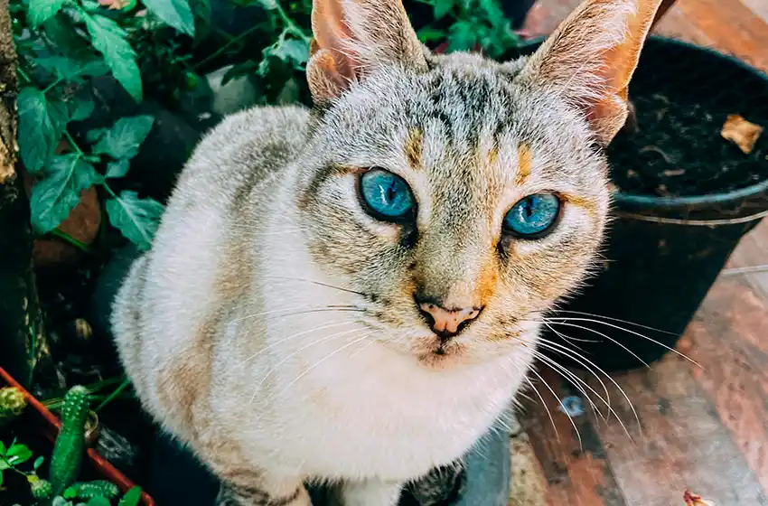 Zoonosis General Pueyrredon: cronograma del quirófano móvil