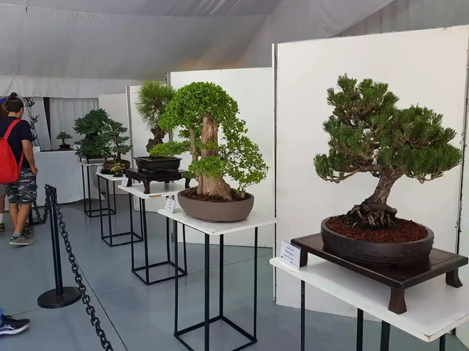 Este fin de semana se ofrece una imperdible muestra de Bonsai y Arte Sumie en Casa de Casco