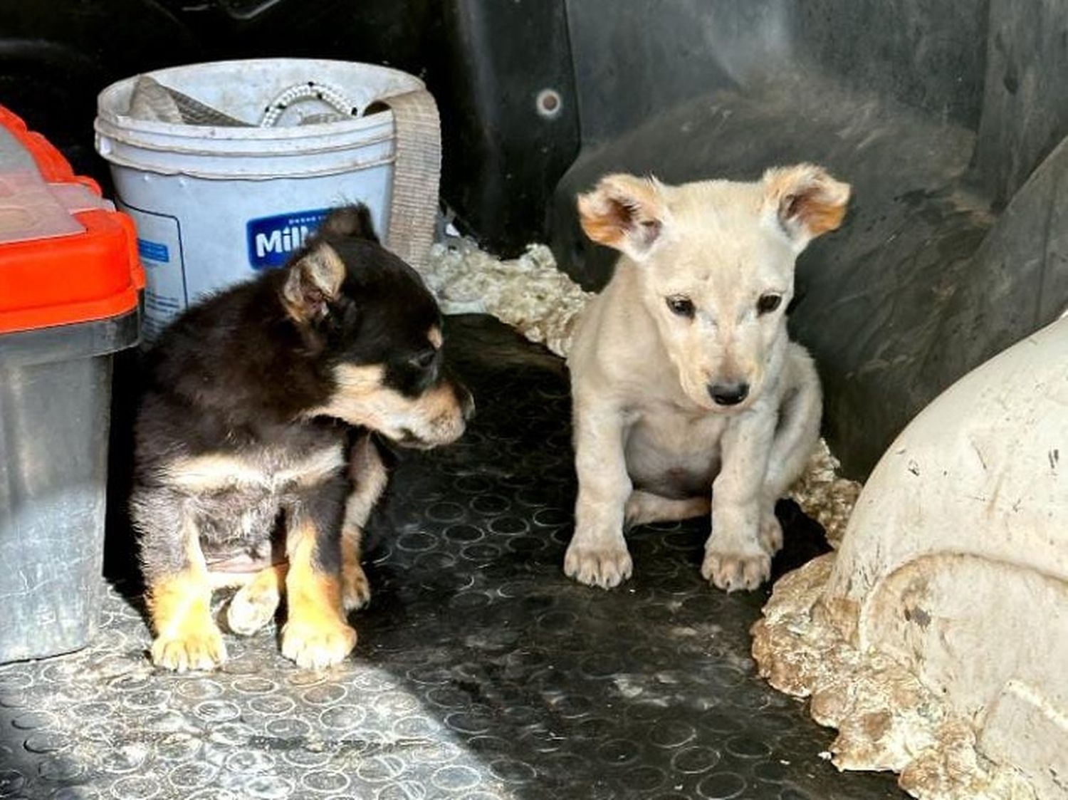 Cachorros3