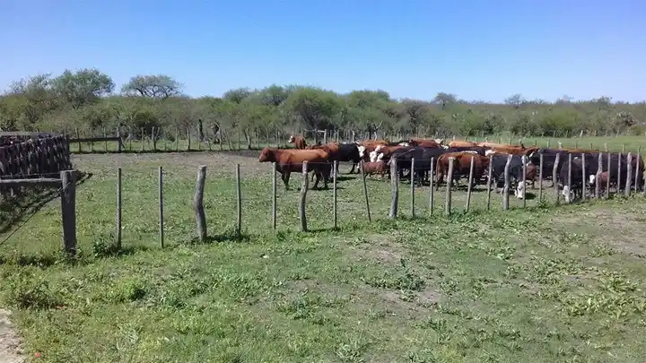 Secuestran 30 vacunos y detienen a un peón desleal en Vera