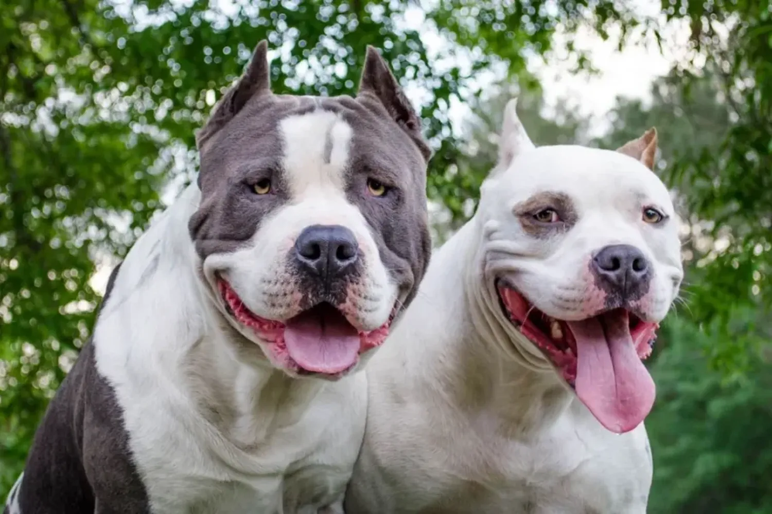 Ataque de pitbulls: en qué casos el dueño del animal puede terminar en la cárcel