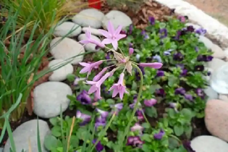 Consejos para instalar un muro verde en casa