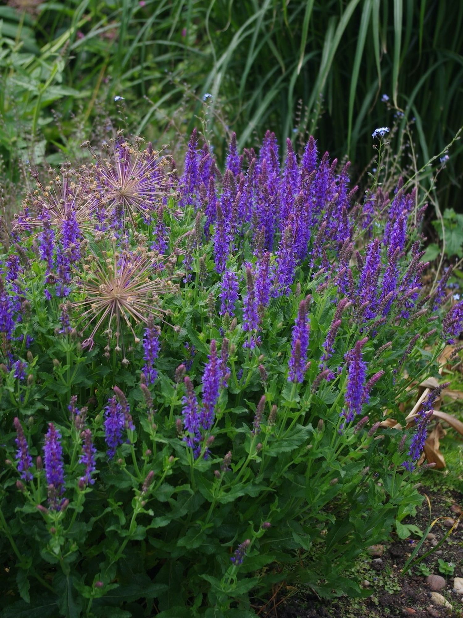 Salvia, una planta que sirve para curar.