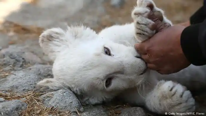 Nace el primer león blanco en cautiverio en México