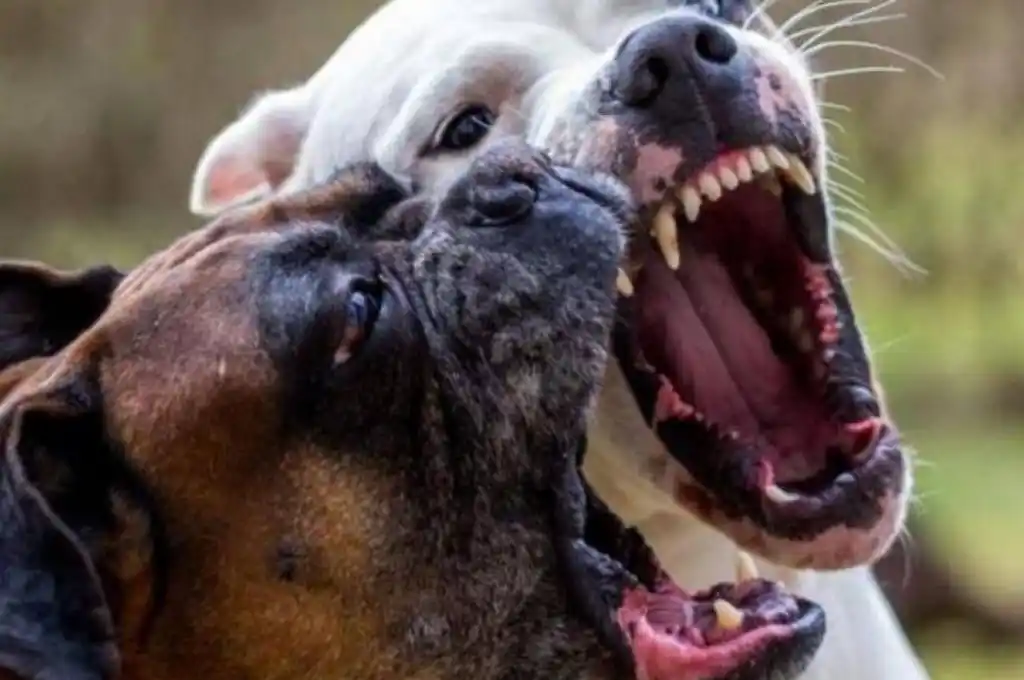 Estados Unidos: 4 perros mataron a un nene de 7 años e hirieron de gravedad a su madre