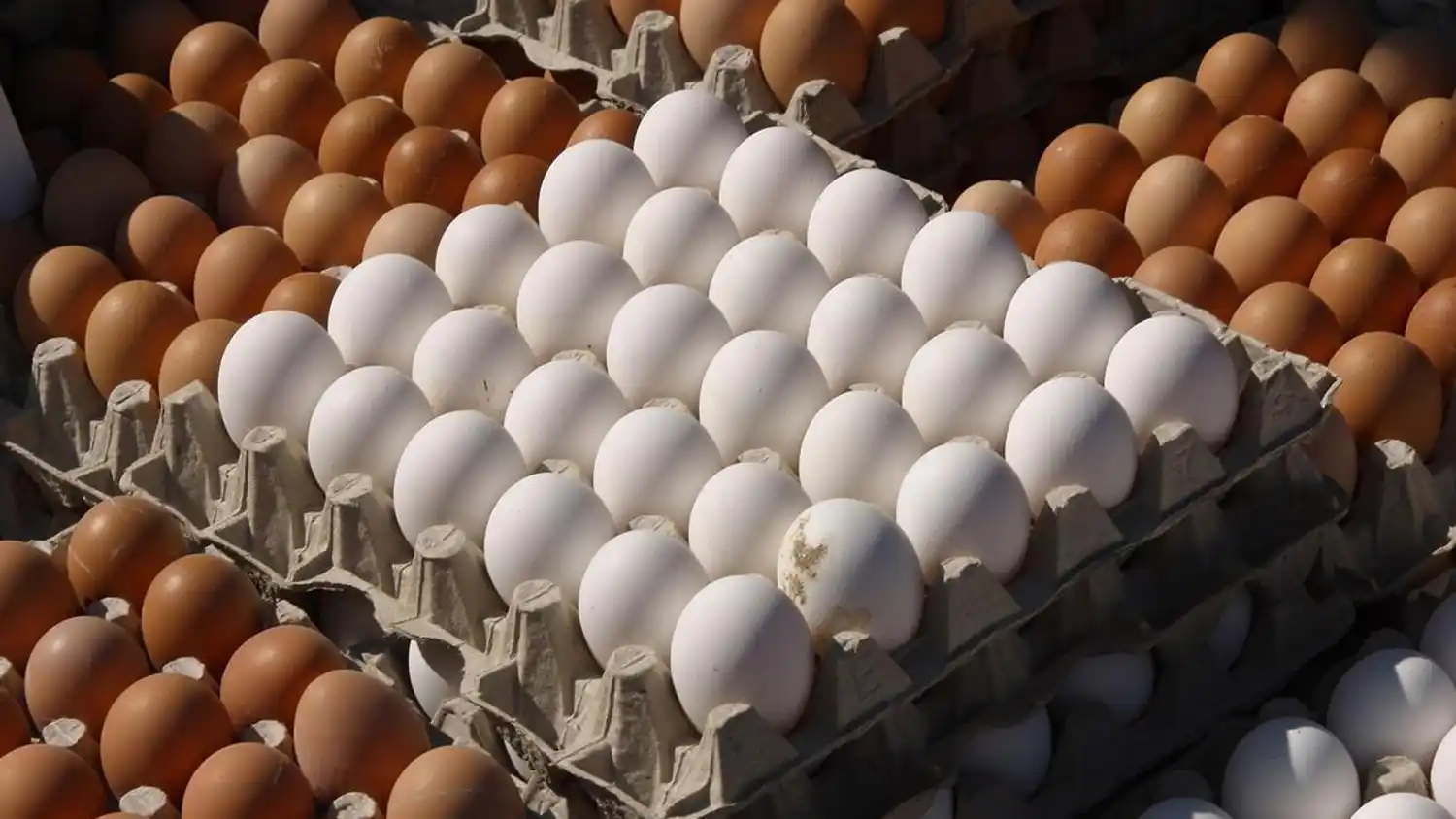 La reaparición de casos de influenza aviar en distintas regiones del país volvió a encender las alarmas en la industria avícola.