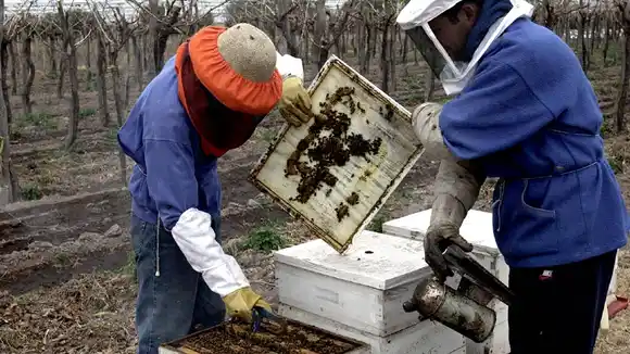 La producción de miel cayó un 15% arrastrando al consumo interno y externo