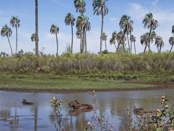 Feriado del 25 de Mayo: confirman que no habrá fin de semana largo ni puente turístico
