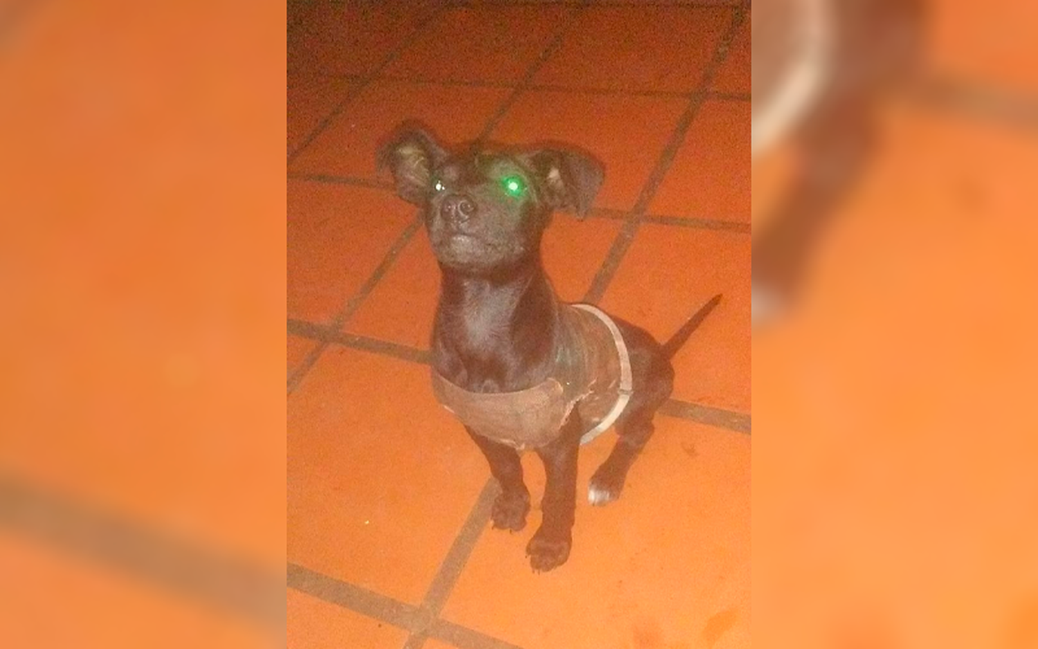 Buscan perrito robado