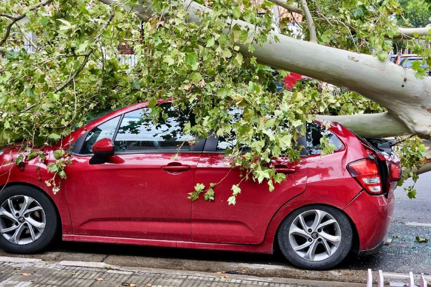 Más autos aplastados por troncos y un árbol caído en Newell’s: siguen las consecuencias de la tormenta