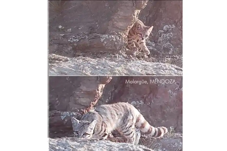 gato andino