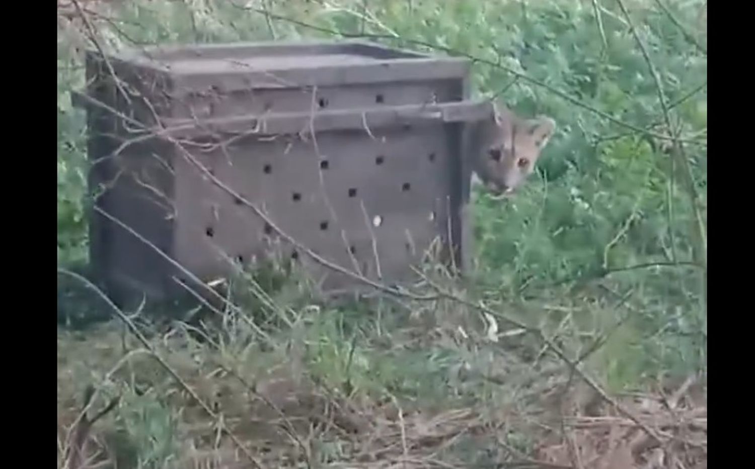 El puma atrapado en Gloria de la Peregrina ya se encuentra en Tandil para su recuperación