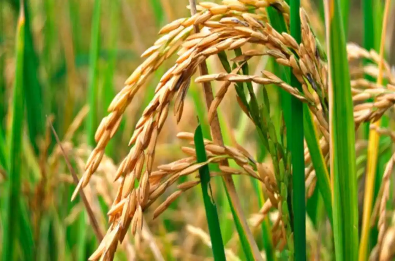 La siembra de arroz será la más baja en 20 años en Entre Ríos