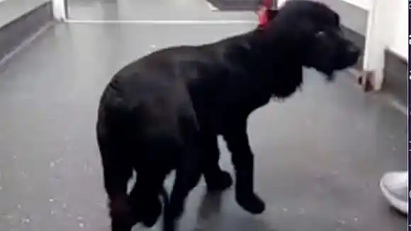 PERRITO DE 6 PATAS se somete a una cirugía para extirpar extremidades adicionales