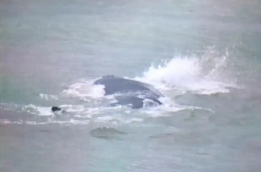 Otra vez, las ballenas nadaron en las costas de Mar del Plata