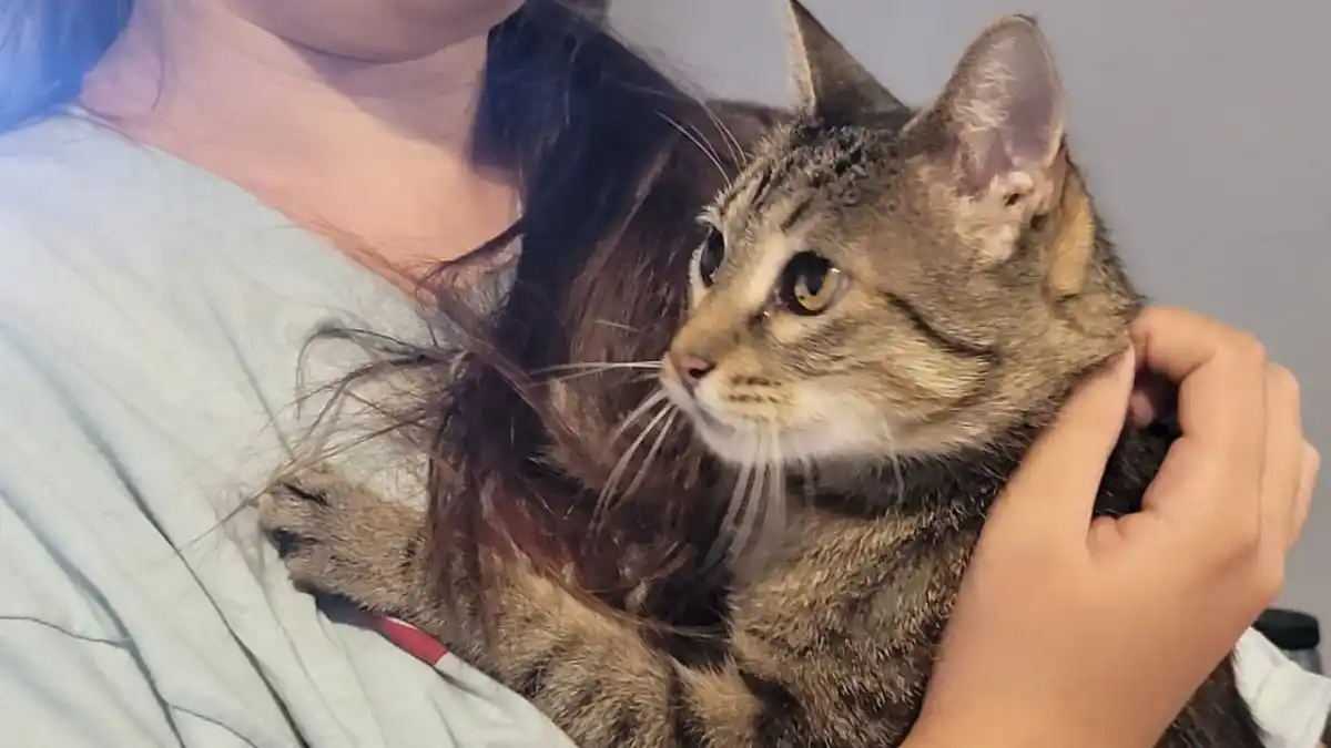 Castraciones gratuitas para perros y gatos en Gualeguaychú: días, horarios y lugares