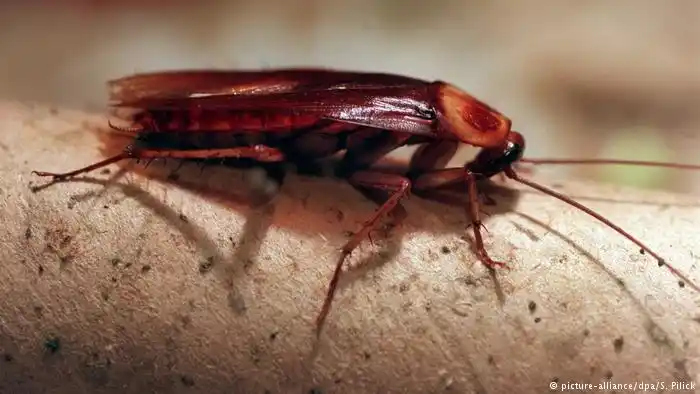 Hospitales del Sistema de Salud Pública de Reino Unido carecen de recursos suficientes para infraestructura e higiene, según el reporte