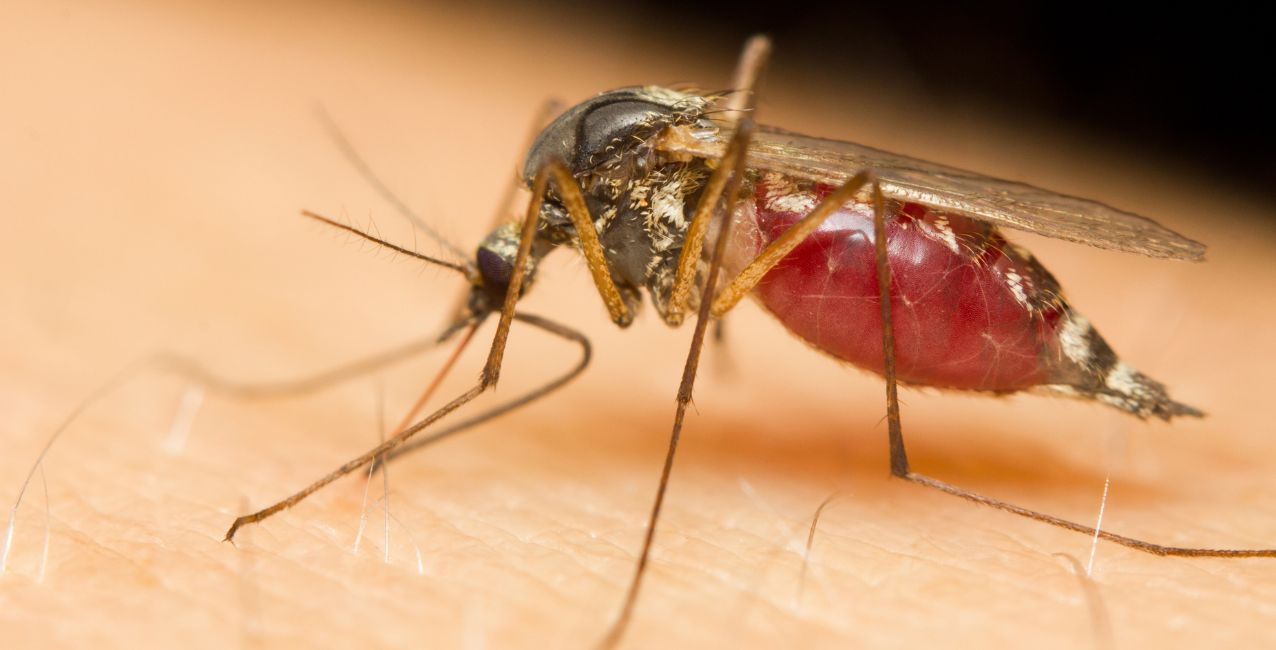 ¿Cómo puedo prevenir las picaduras de mosquitos?