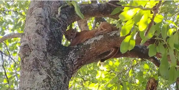 "Me pareció ver un lindo gatito": hallaron dos pumas en viviendas de Cayastá y causaron temor