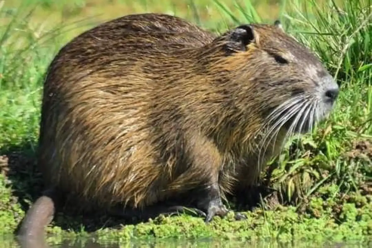 Brindaron recomendaciones sobre cómo actuar ante la presencia de fauna silvestre en la Costanera