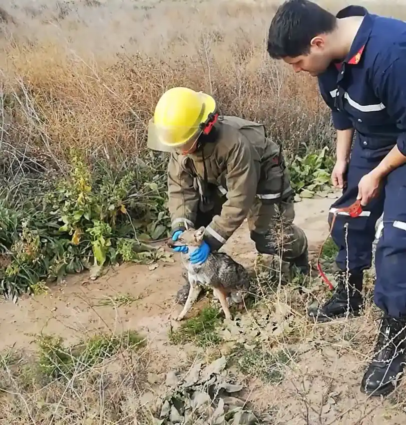 Un zorro en plena urbe de Chascomús pudo ser atrapado y trasladado a zona rural