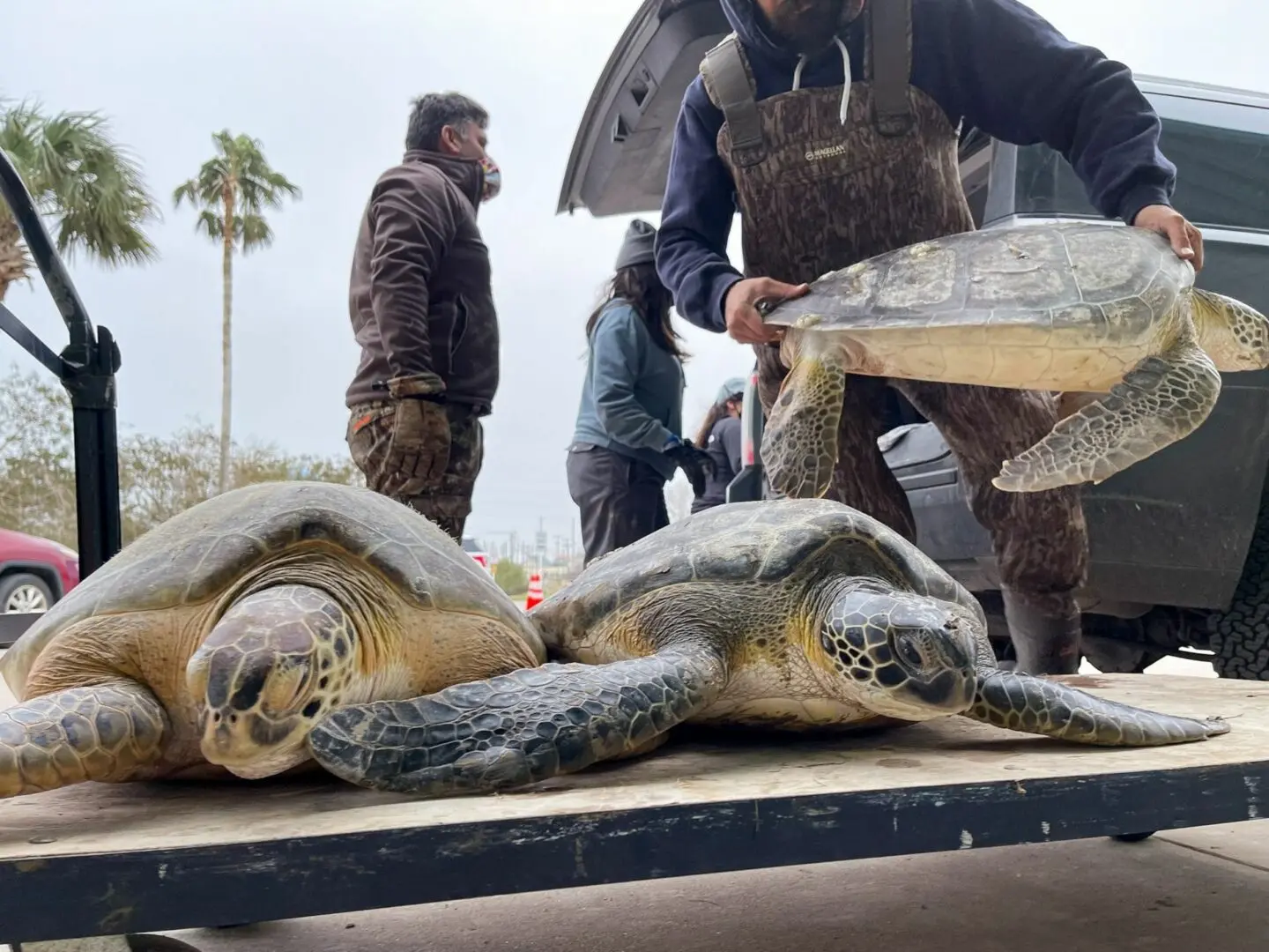 Salvan a tortugas marinas que estaban encerradas en una bodega (+ Video)