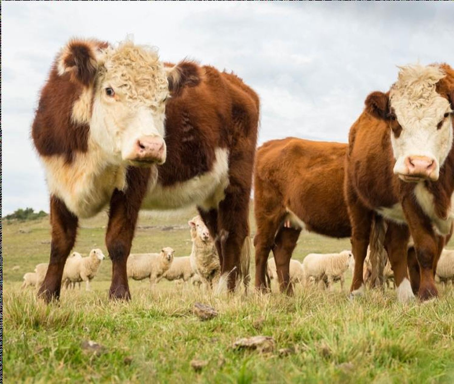 Dinámica de precios y producción ganadera: La importancia de entender su funcionamiento